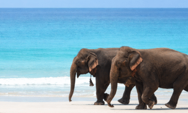 Andaman Package – 6 D / 5 N