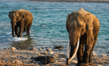 Corbett-Nainital Tour – 5 D / 4 N