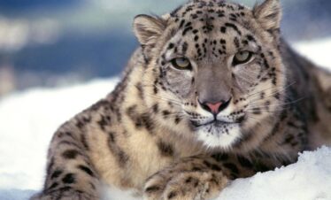 Hemis National Park Adventure-Snow Leopard Safari in the Heart of Ladakh: 4N & 5D