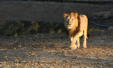 Roar of Gir : The Lion’s Kingdom Adventure- 4N