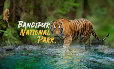 Bandipur Wildlife Escape : Explore Wild Karnataka- 2N & 3D