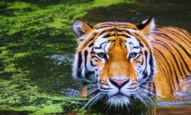 Wildlife & Heritage Tour of Sariska- 4N & 5D