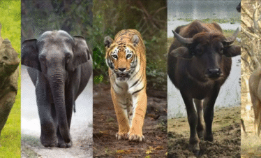 Assam Nature & Heritage Safari : 2N & 3D