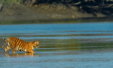 Sundarbans Mangrove Adventure Trail: 2N & 3D