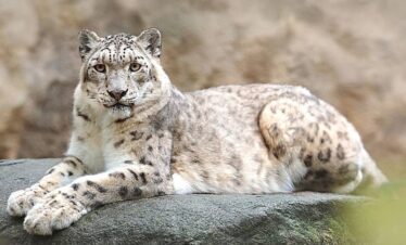 Hemis National Park Expedition-In Search of the Elusive Snow Leopard : 3N & 4D