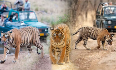 Ranthambore Wildlife Escape- 3N & 4D