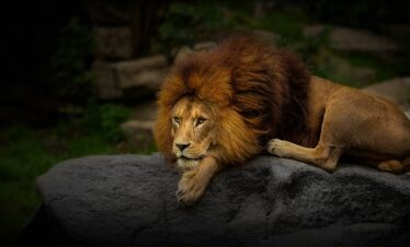 Wild Trails of Gir : Home of the Asiatic Lion – 2N & 3D