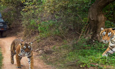 Roar of the North: Jungle Safari Adventure- 4N & 5D