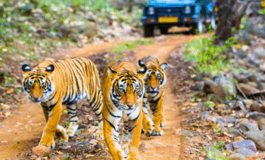 Ranthambore Leopard Safari : 4N & 5D