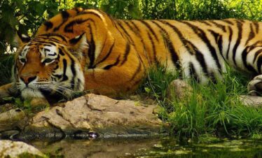 Sariska Wildlife Escape- 2N & 3D