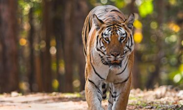 Central India’s “Tiger Trail”- 6 N & 7 D