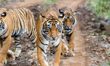 Wild Trails of North India: Forests & Fauna- 2N & 3D