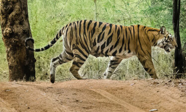 Into the Wild: Exploring Tadoba’s Untamed Heart- 2N & 3D