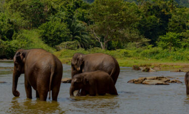 Roar of the Wild: Central India Jungle Safari- 4N & 5D