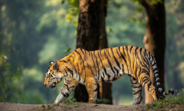 Karnataka’s Tiger Trail-Bandipur Wildlife Experience: 4N & 5D